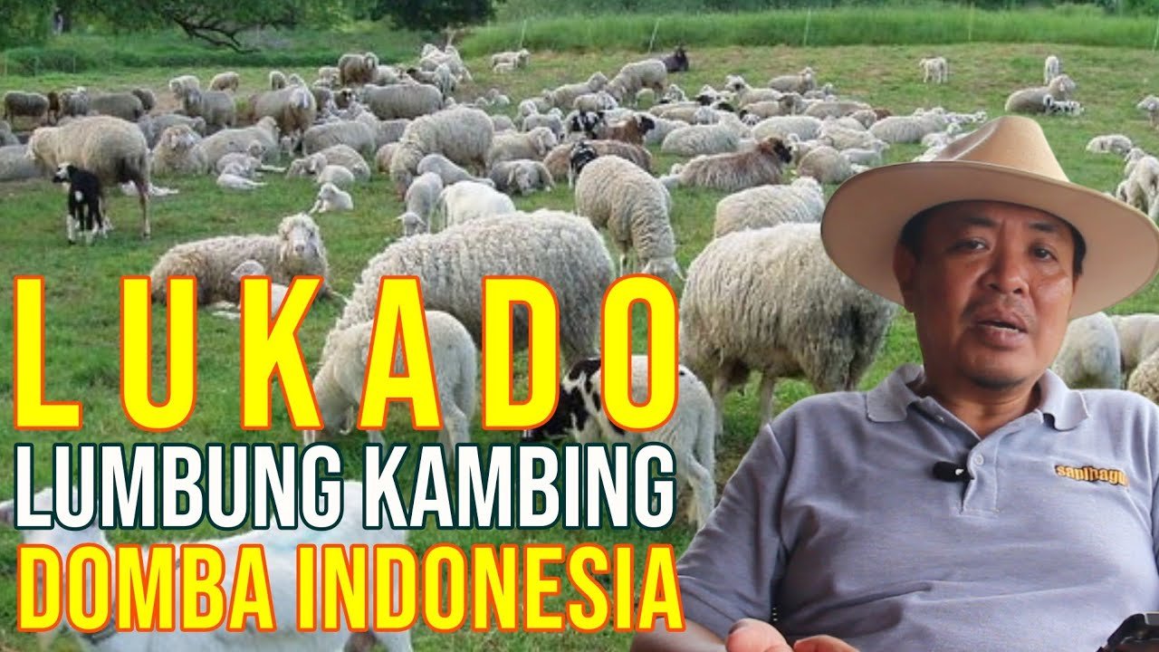 
                                 Lukado-Lumbung-Kambing-Domba-Indonesia